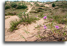 Szlak wydm::Sleeping Bear Dunes, Michigan, USA::